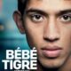 Bébé tigre-0